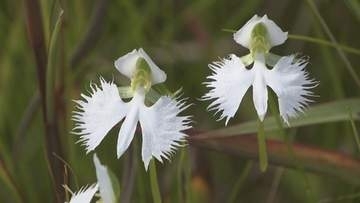 湿原を彩る夏の花「サギソウ」が見頃　岡山・総社市