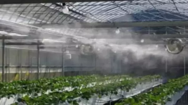 イチゴハウス内湿度を調整　スマート制御で「さぬきひめ」の収穫量が18％アップ　香川