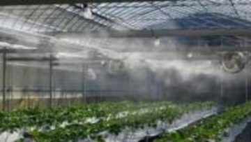 イチゴハウス内湿度を調整　スマート制御で「さぬきひめ」の収穫量が18％アップ　香川