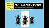 「数十万分の1の珍しさ？　オス・メス両方の特徴を持つクワガタムシを展示　香川・まんのう町」の画像1
