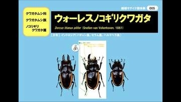 数十万分の1の珍しさ？　オス・メス両方の特徴を持つクワガタムシを展示　香川・まんのう町