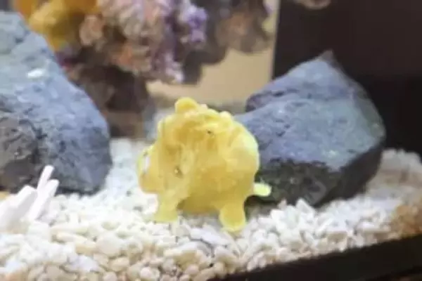 干支展「うますぎる展」四国水族館で2026年1月20日まで開催　香川・宇多津町