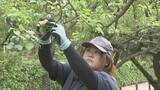 「岡山後楽園で初夏の風物詩 梅の実の収穫　実は梅酒やジャムなどにして園内で販売」の画像1