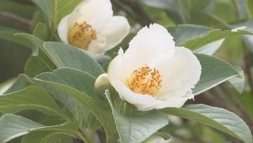 ナツツバキが見頃　1日で散るはかなさ…「平家物語」には沙羅双樹として登場　香川・さぬき市