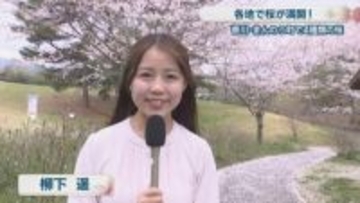 国営讃岐まんのう公園で4種類の桜が満開　注目の品種「ジンダイアケボノ」も見頃　香川