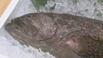 陸育ちの幻の高級魚「タマカイ」　香川の海鮮料理店で数量限定販売