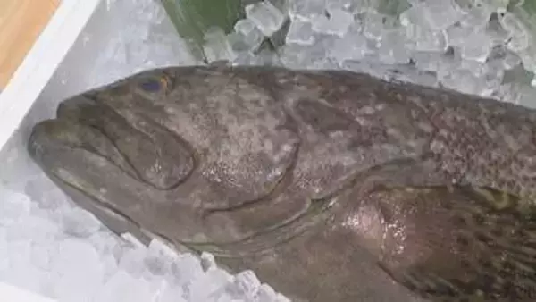 陸育ちの幻の高級魚「タマカイ」　香川の海鮮料理店で数量限定販売