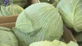 「新鮮なキャベツの見分け方は？長持ちさせるには？　キャベツ農家に聞いてみた【みんなのハテナ】」の画像1