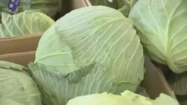 新鮮なキャベツの見分け方は？長持ちさせるには？　キャベツ農家に聞いてみた【みんなのハテナ】