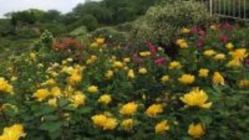 半田山植物園で150種類600本のバラが見頃　岡山