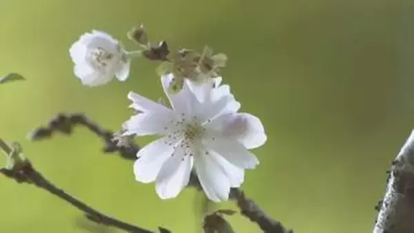 さまざまな桜が見頃 真庭市で「花の山寺 春の花まつり」 4月26日まで　岡山