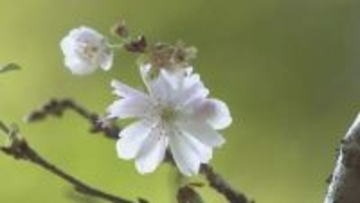 さまざまな桜が見頃 真庭市で「花の山寺 春の花まつり」 4月26日まで　岡山
