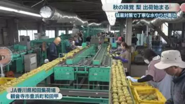 「ホウナンの梨」出荷始まる　猛暑対策で丁寧な水やりが奏功「甘くみずみずしい」　香川・観音寺市