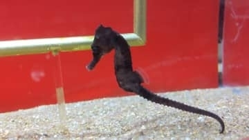 水族館で「巳」から「午」へ干支の引継ぎ式　岡山・玉野市