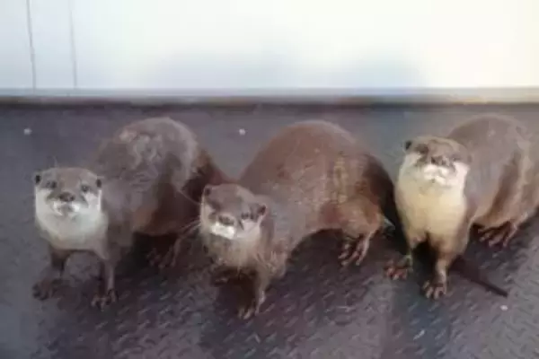 四国水族館　コツメカワウソの母親が2匹の子どもと一緒に帰ってきた　香川・宇多津町