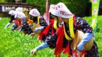 岡山後楽園でお茶のイベント　姉さんかぶり姿の「茶つみ娘」が踊り披露　5月17日