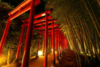 中津万象園　百本鳥居と大傘松をライトアップ　香川・丸亀市