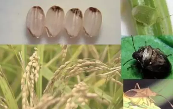 水稲に被害懸念「斑点米カメムシ類」の発生注意報を発表　香川県