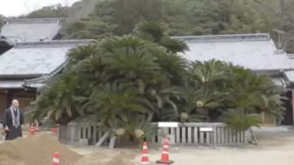 樹木医「元気があり過ぎる」国の天然記念物ソテツを調査　地元住民も見学　香川・小豆島町