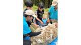 「玉野市の渋川動物公園でヒツジの毛刈り体験イベント　岡山」の画像1