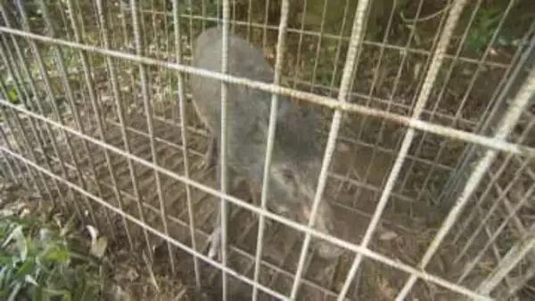 岡山県美咲町と玉野市でイノシシの豚熱感染を確認