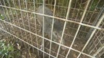 岡山県美咲町と玉野市でイノシシの豚熱感染を確認