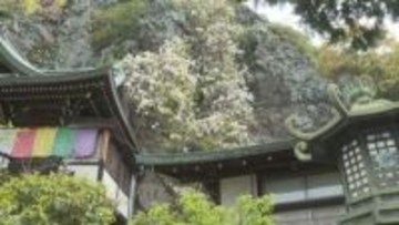 崖をつたって滝のように…小豆島霊場・西之瀧の白藤が満開　香川