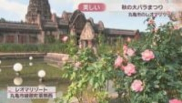 世界各国の約400種類が見頃　レオマリゾートで「秋の大バラまつり」11月24日まで　香川・丸亀市