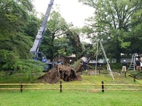 【速報】岡山後楽園の西外園で倒木　「観蓮節」開催中もけが人なし