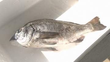 香川県の未利用魚「隠れた地魚」の特別メニューが県庁食堂に！　クロダイ・アカエイ・アイゴを使用