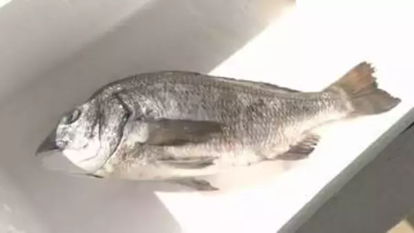 香川県の未利用魚「隠れた地魚」の特別メニューが県庁食堂に！　クロダイ・アカエイ・アイゴを使用