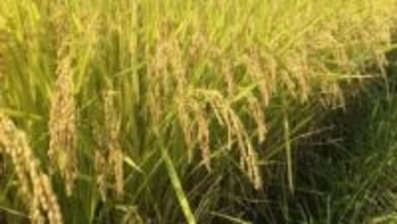 岡山県産米「きぬむすめ」「にこまる」が「特A」取得　岡山