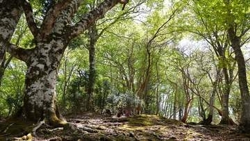 鏡野町の県立森林公園が4月18日から開園　岡山