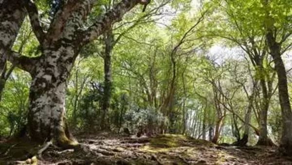 鏡野町の県立森林公園が4月18日から開園　岡山