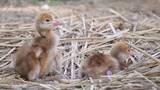 「岡山後楽園でタンチョウのヒナ2羽が誕生　岡山県は全国一のタンチョウ飼育県」の画像1