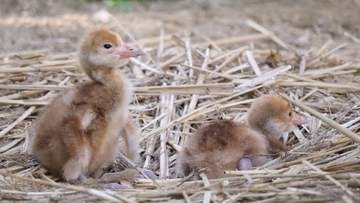 岡山後楽園でタンチョウのヒナ2羽が誕生　岡山県は全国一のタンチョウ飼育県