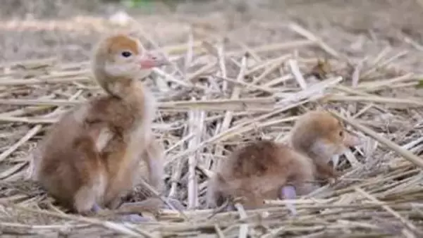 岡山後楽園でタンチョウのヒナ2羽が誕生　岡山県は全国一のタンチョウ飼育県