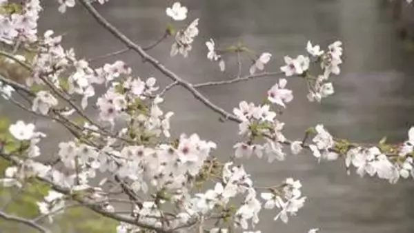 「【天気予報】サクラ満開発表も…週末は本降りの雨の予想　花見は3日までに　岡山・香川」の画像
