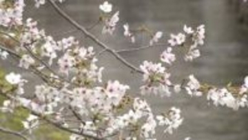 【天気予報】サクラ満開発表も…週末は本降りの雨の予想　花見は3日までに　岡山・香川