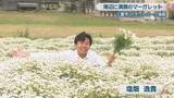 「三豊市の花畑でマーガレットが満開　海辺を白く染め上げる　香川」の画像1
