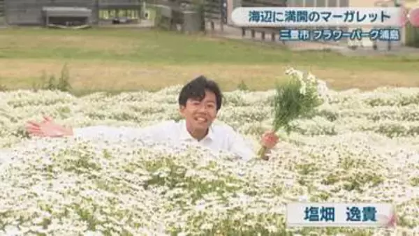 三豊市の花畑でマーガレットが満開　海辺を白く染め上げる　香川