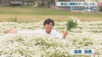 三豊市の花畑でマーガレットが満開　海辺を白く染め上げる　香川