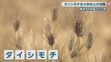 「善通寺市特産のダイシモチ　地元の子どもたちが収穫　香川」の画像1