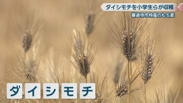 善通寺市特産のダイシモチ　地元の子どもたちが収穫　香川