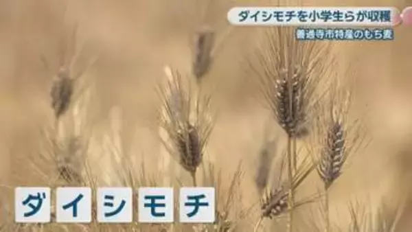 善通寺市特産のダイシモチ　地元の子どもたちが収穫　香川