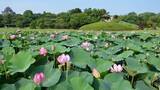 「朝4時からハスを愛でる…夜明けとともに咲くハスを鑑賞する「観蓮節」岡山後楽園で7月5日」の画像1