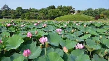 朝4時からハスを愛でる…夜明けとともに咲くハスを鑑賞する「観蓮節」岡山後楽園で7月5日