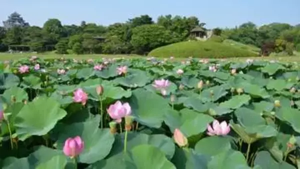 朝4時からハスを愛でる…夜明けとともに咲くハスを鑑賞する「観蓮節」岡山後楽園で7月5日