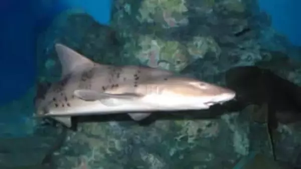 サメにエサやり体験！玉野市の水族館　岡山