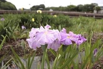 香川県立亀鶴公園でハナショウブが見頃　7日の「長尾ショウブまつり」は大雨で中止　香川・さぬき市